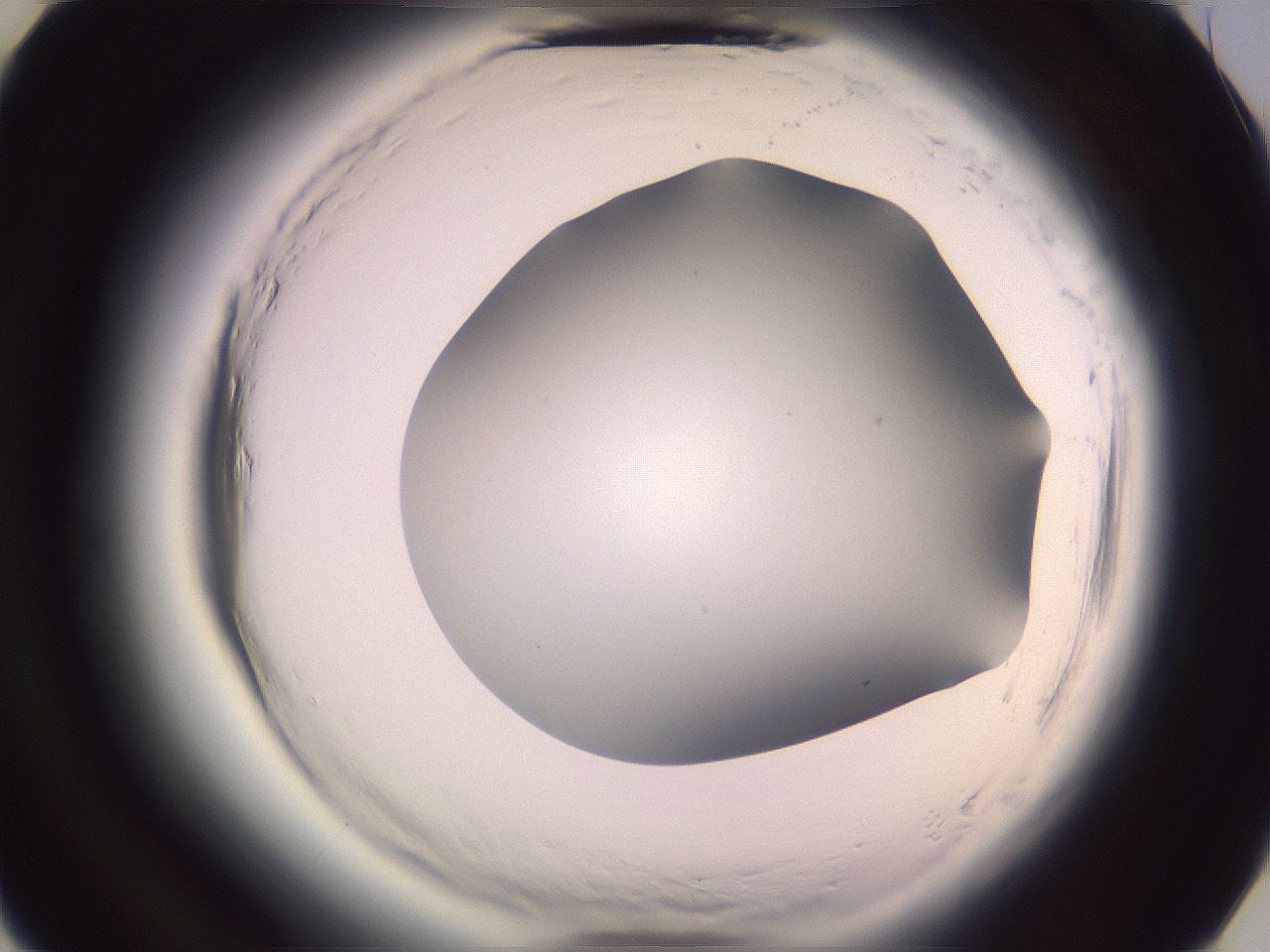 folderID602_plateID2602_batchID13166_wellNum37_profileID1_d3_r200567_ef.jpg