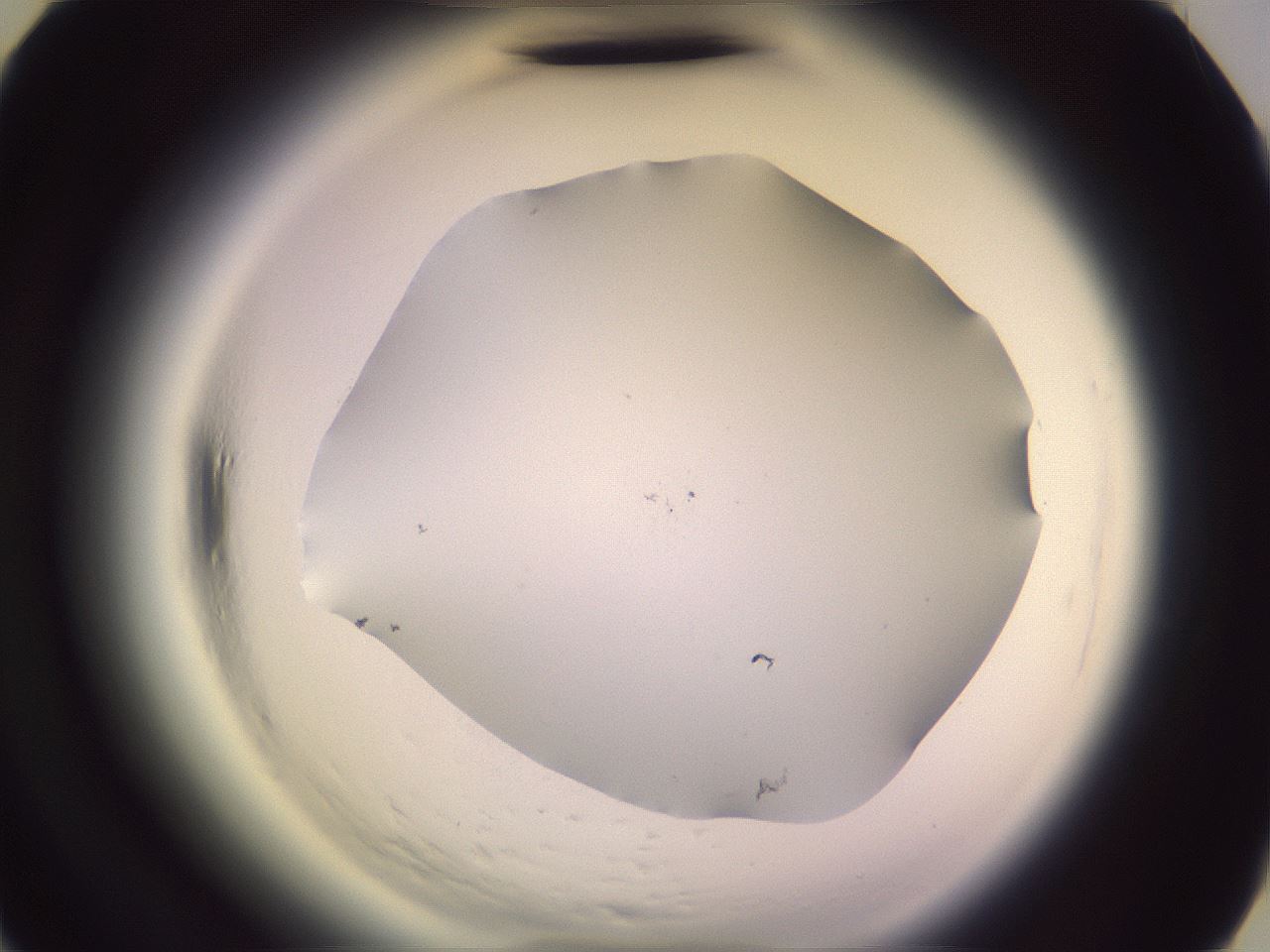 folderID602_plateID2602_batchID13166_wellNum42_profileID1_d3_r200582_ef.jpg