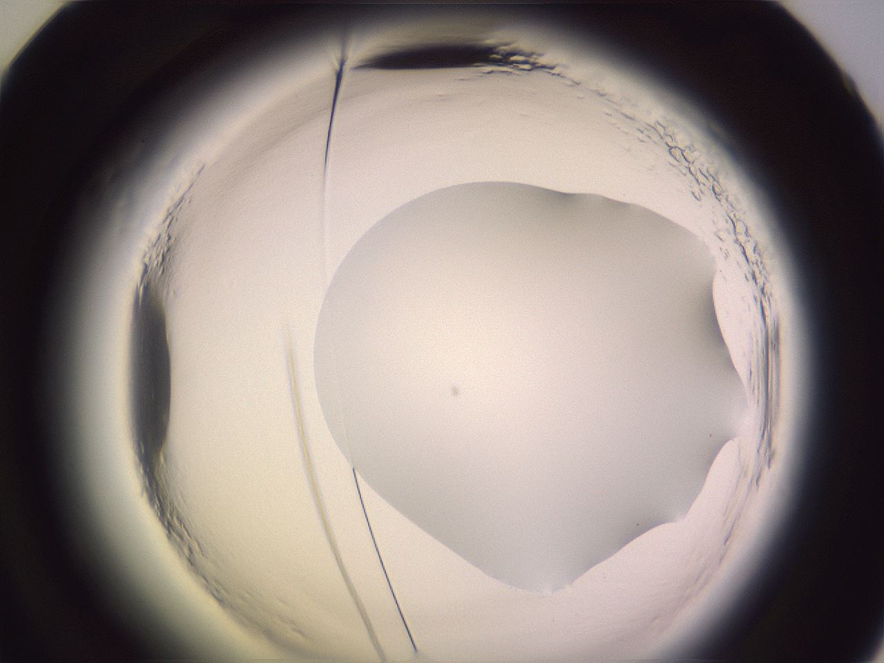 folderID602_plateID2602_batchID13166_wellNum60_profileID1_d2_r200635_ef.jpg