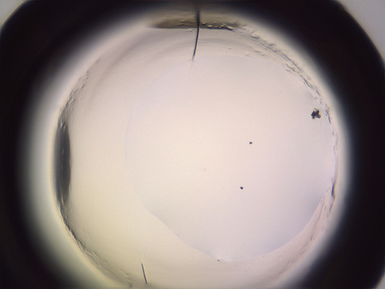 folderID602_plateID2602_batchID13166_wellNum60_profileID1_d1_r200634_ef.jpg