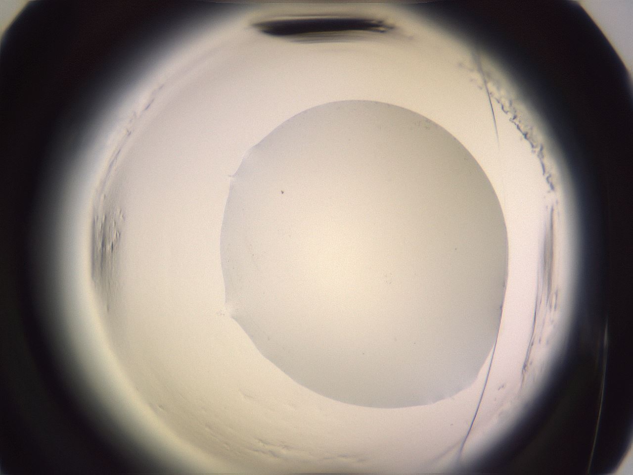 folderID602_plateID2602_batchID13166_wellNum66_profileID1_d2_r200653_ef.jpg
