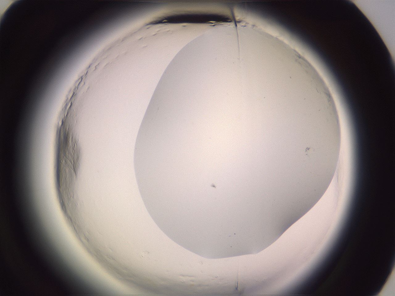folderID602_plateID2602_batchID13166_wellNum68_profileID1_d3_r200660_ef.jpg