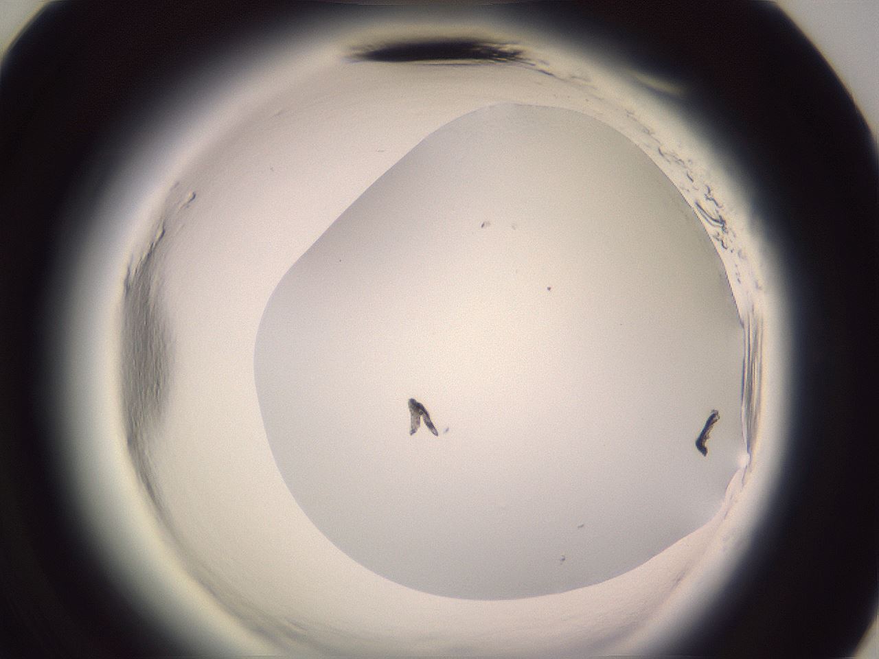 folderID602_plateID2602_batchID13166_wellNum71_profileID1_d3_r200669_ef.jpg
