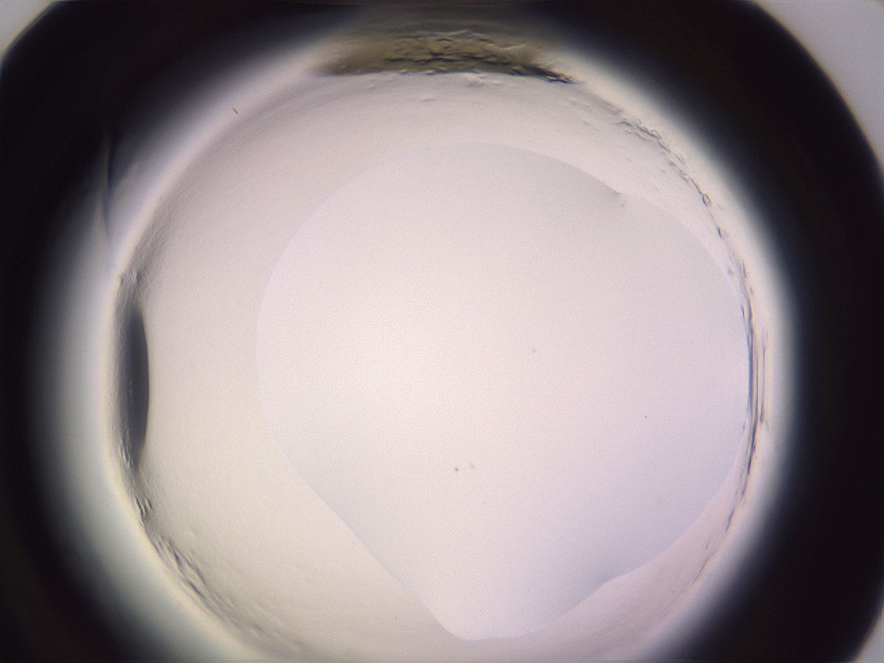folderID602_plateID2602_batchID13166_wellNum84_profileID1_d1_r200706_ef.jpg