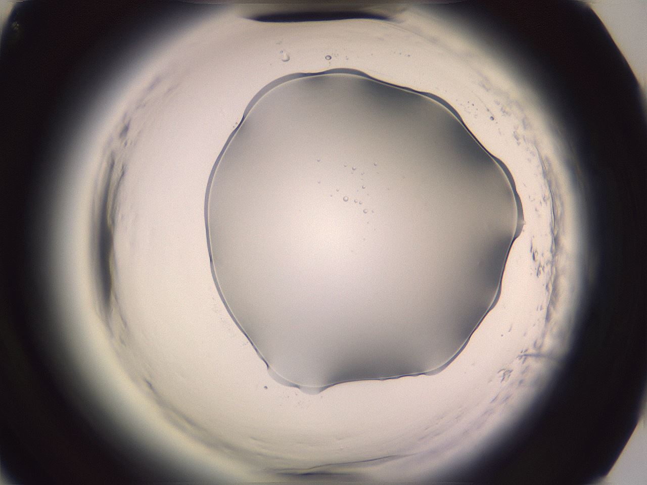 folderID602_plateID2602_batchID13166_wellNum85_profileID1_d3_r200711_ef.jpg