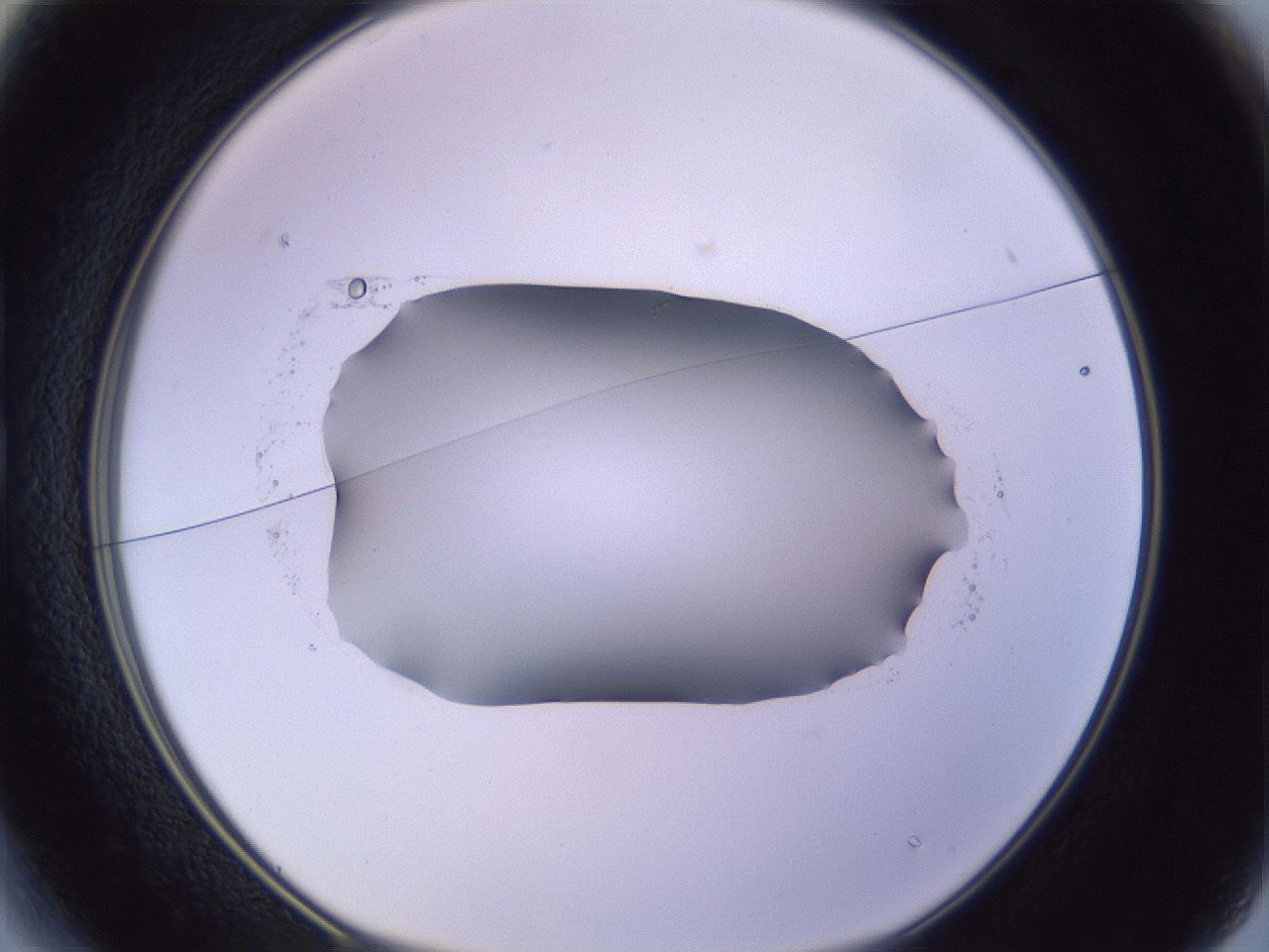 folderID603_plateID1603_batchID6730_wellNum13_profileID1_d1_r106380_ef.jpg