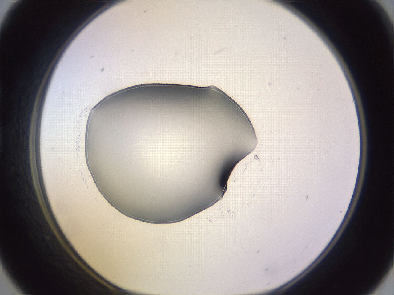 folderID603_plateID1603_batchID6730_wellNum21_profileID1_d1_r106396_ef.jpg