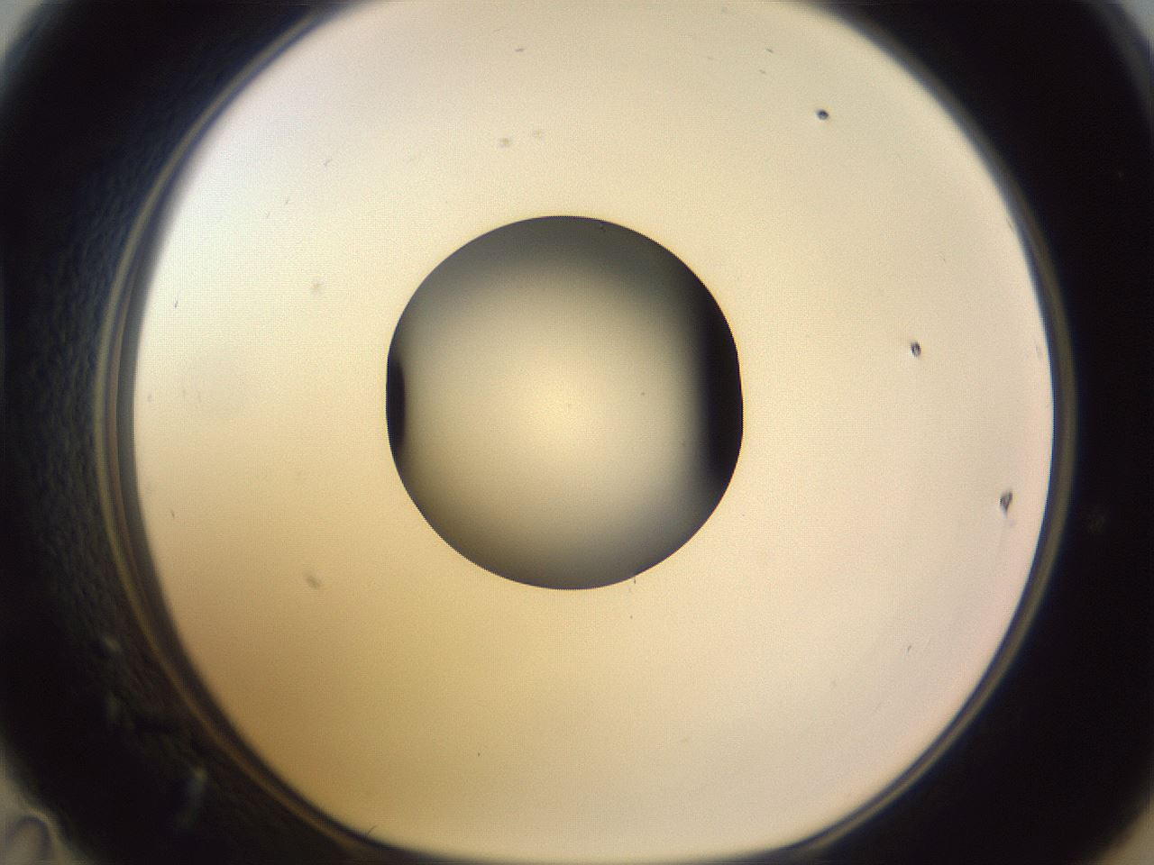 folderID603_plateID1603_batchID6730_wellNum47_profileID1_d1_r106448_ef.jpg