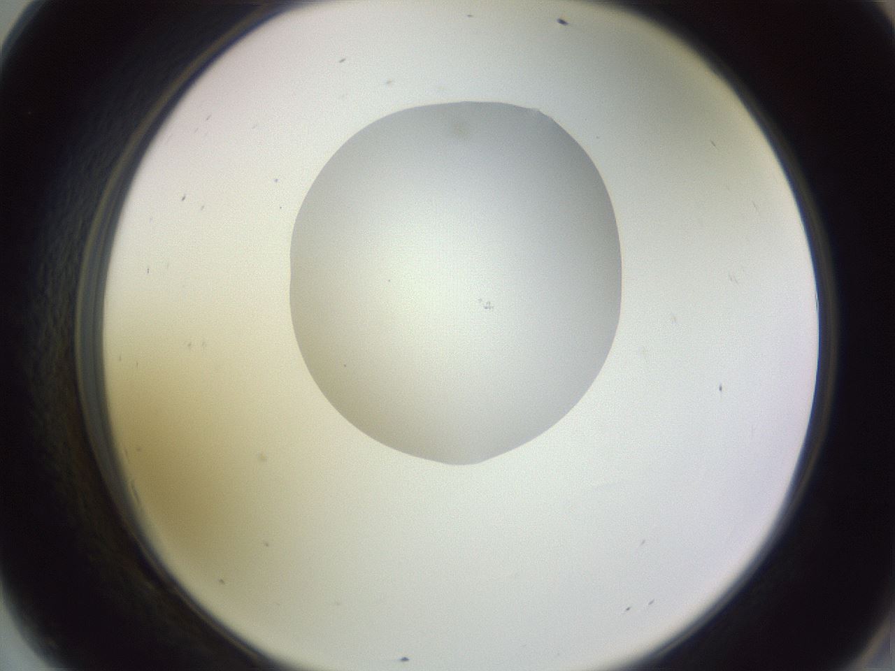 folderID603_plateID1603_batchID6730_wellNum69_profileID1_d2_r106493_ef.jpg