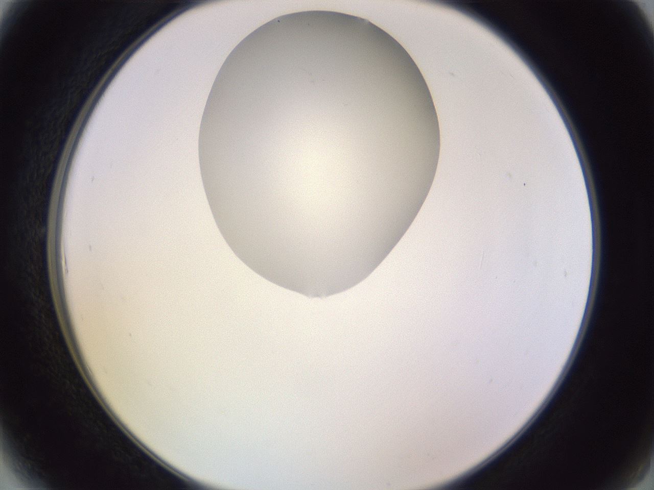 folderID604_plateID1604_batchID6727_wellNum6_profileID1_d2_r105791_ef.jpg