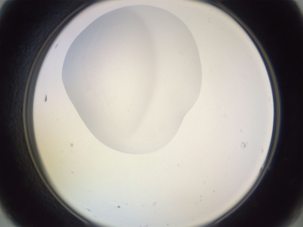 folderID605_plateID1605_batchID6721_wellNum7_profileID1_d2_r104641_ef.jpg