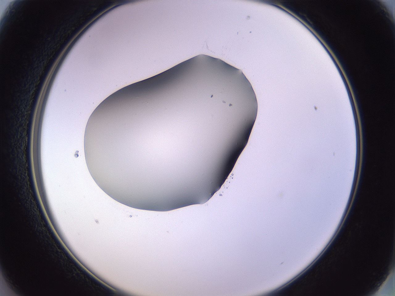 folderID603_plateID1603_batchID6730_wellNum13_profileID1_d2_r106381_ef.jpg