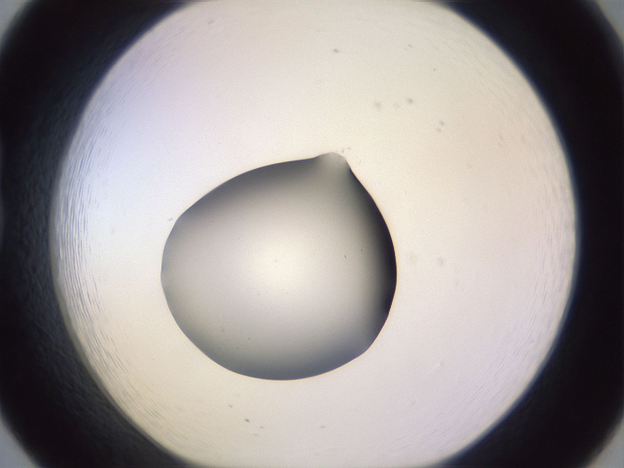 folderID603_plateID1603_batchID6730_wellNum20_profileID1_d1_r106394_ef.jpg
