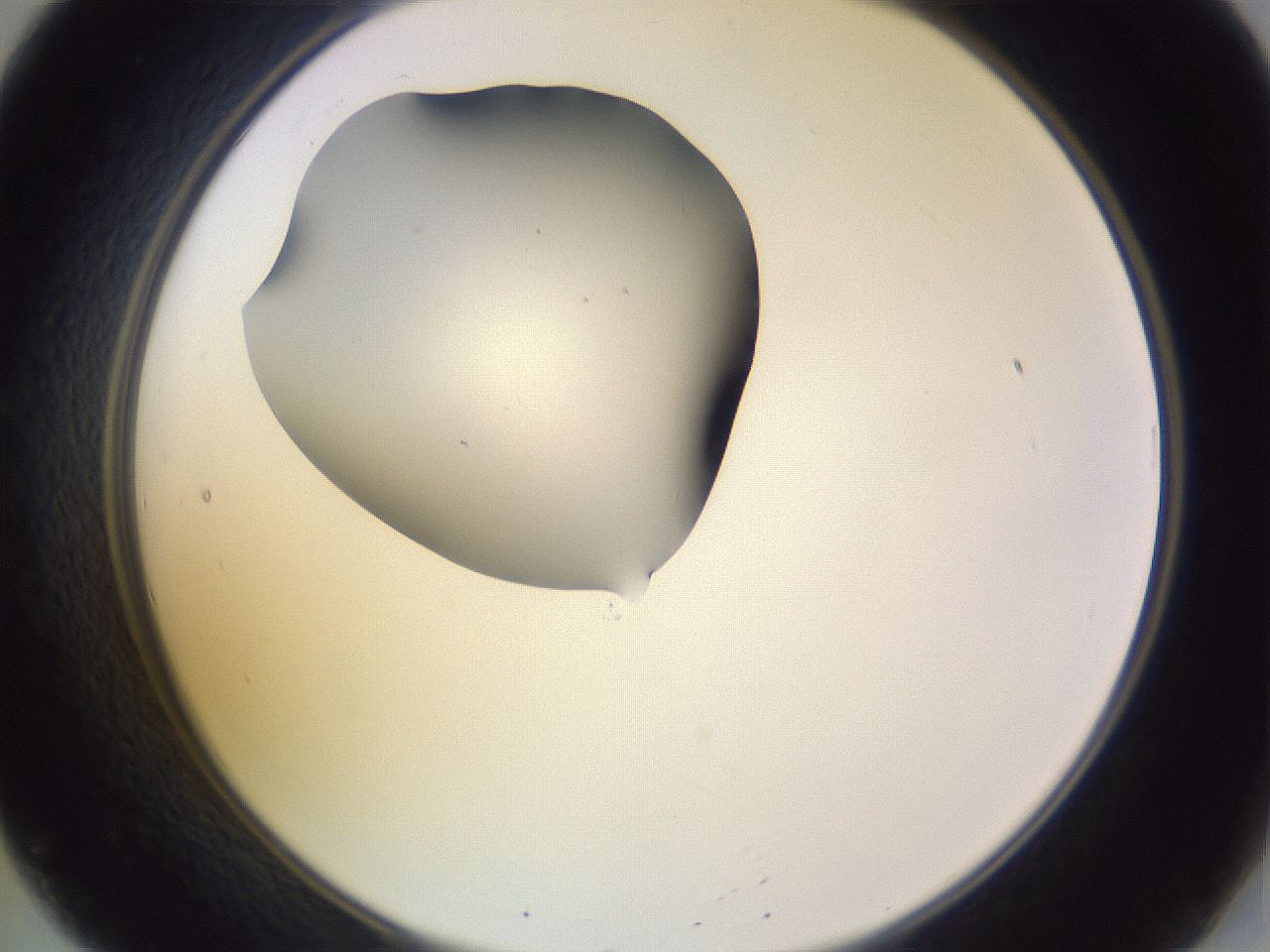 folderID603_plateID1603_batchID6730_wellNum20_profileID1_d2_r106395_ef.jpg