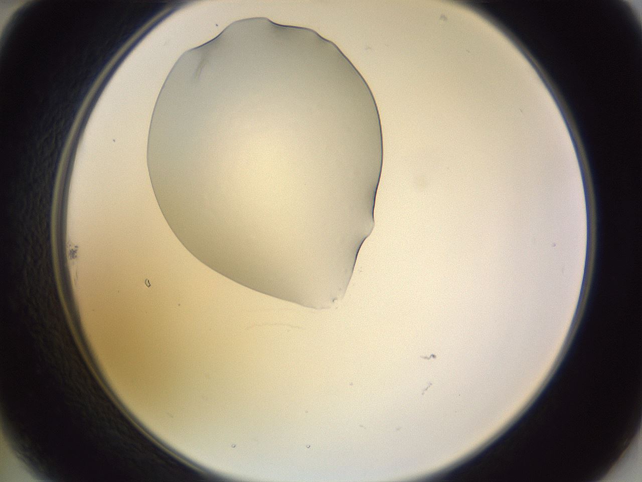 folderID603_plateID1603_batchID6730_wellNum22_profileID1_d2_r106399_ef.jpg