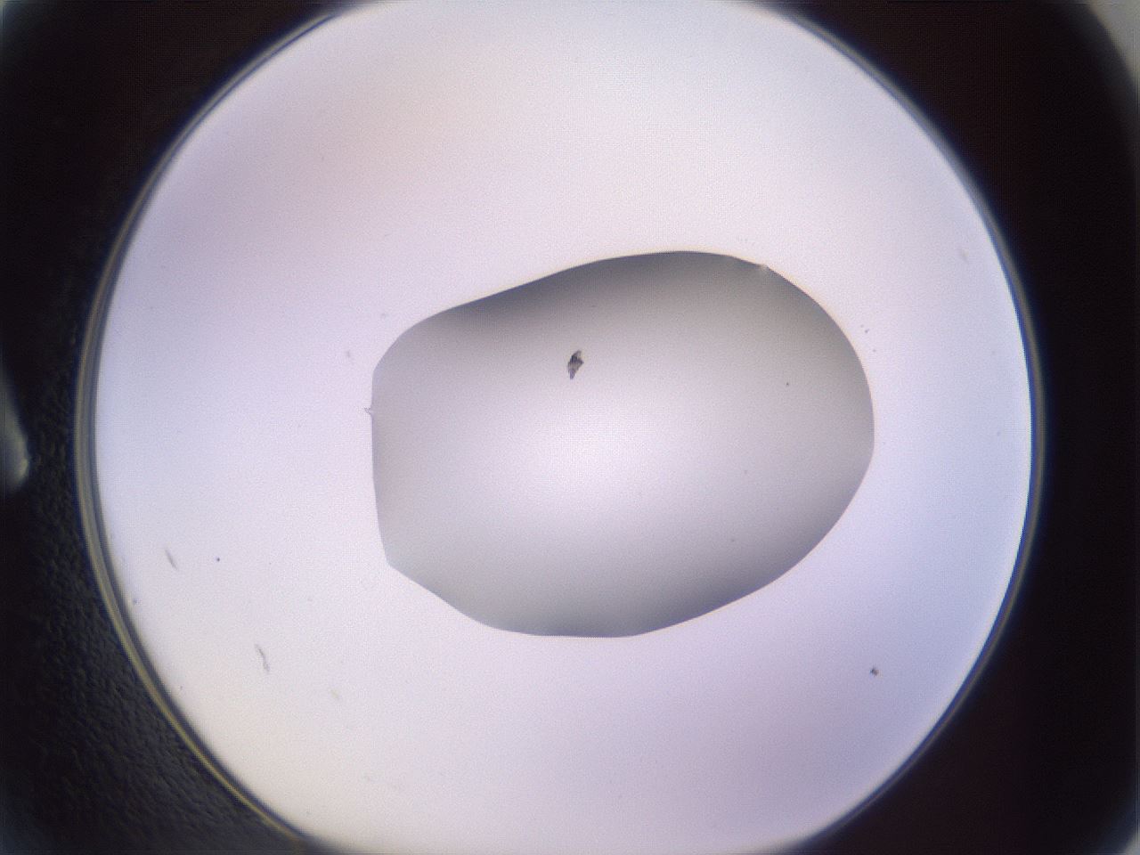folderID603_plateID1603_batchID6730_wellNum2_profileID1_d1_r106358_ef.jpg