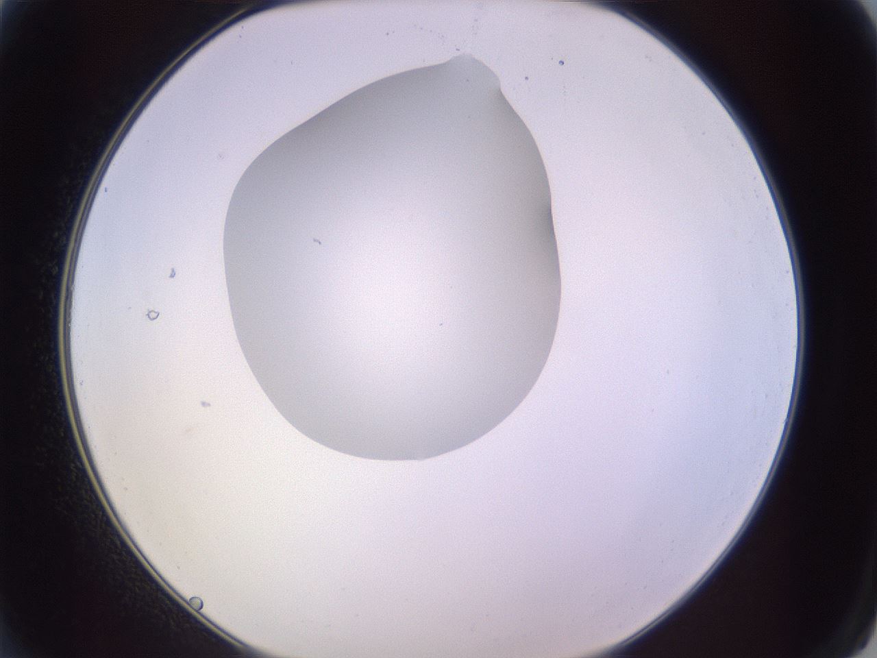 folderID603_plateID1603_batchID6730_wellNum2_profileID1_d2_r106359_ef.jpg