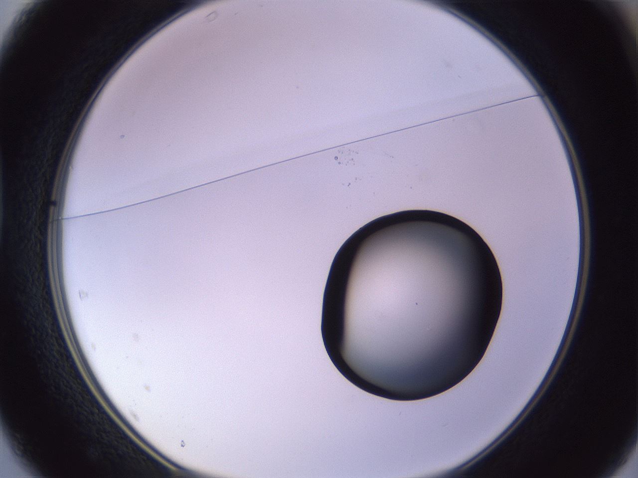folderID603_plateID1603_batchID6730_wellNum37_profileID1_d1_r106428_ef.jpg