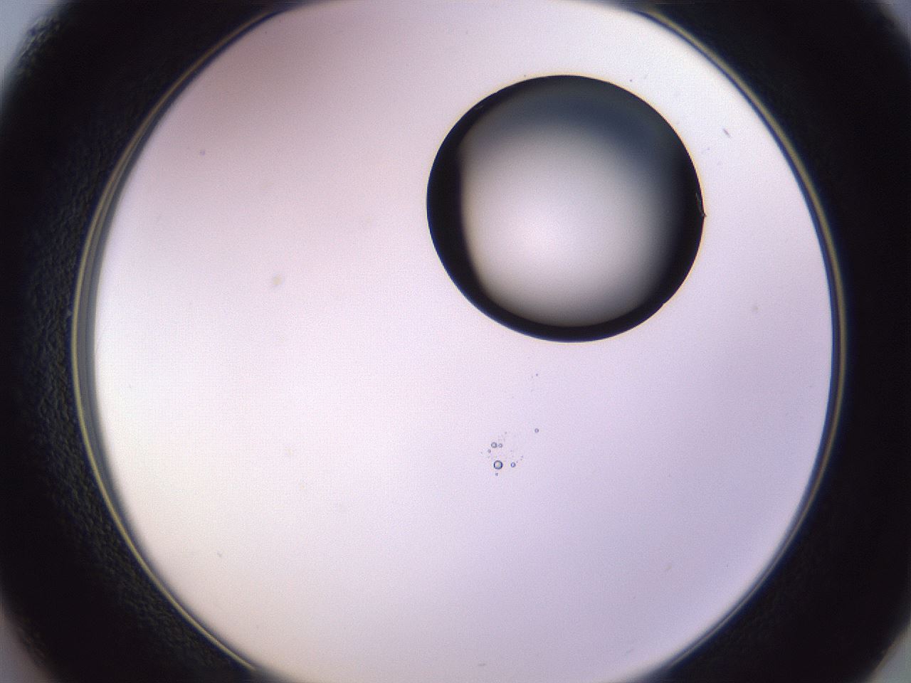 folderID603_plateID1603_batchID6730_wellNum37_profileID1_d2_r106429_ef.jpg