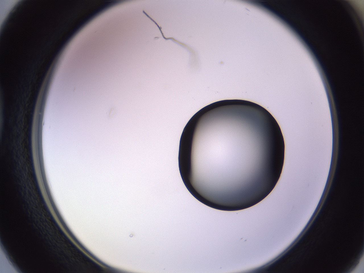 folderID603_plateID1603_batchID6730_wellNum38_profileID1_d1_r106430_ef.jpg