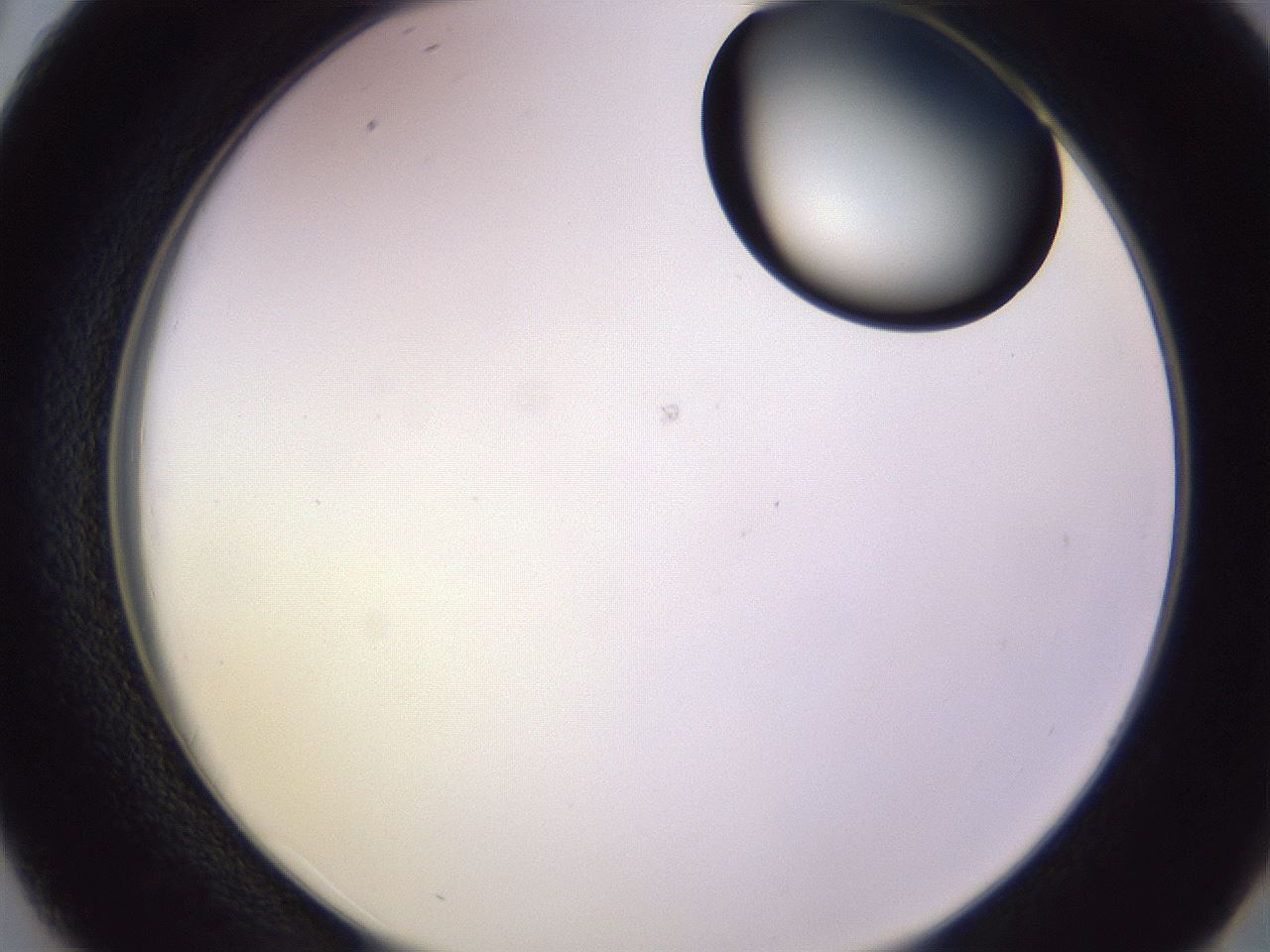 folderID603_plateID1603_batchID6730_wellNum38_profileID1_d2_r106431_ef.jpg