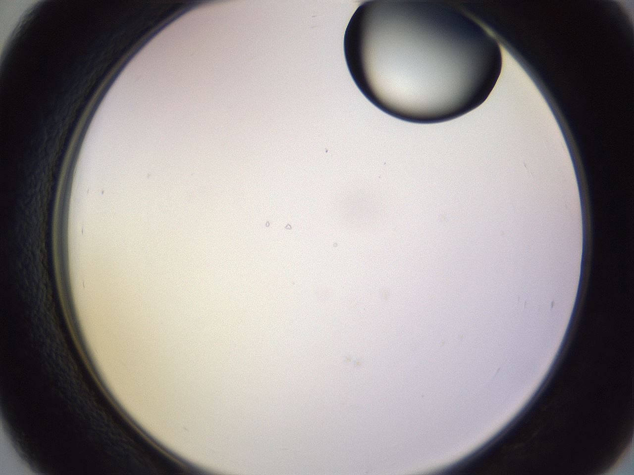 folderID603_plateID1603_batchID6730_wellNum39_profileID1_d2_r106433_ef.jpg