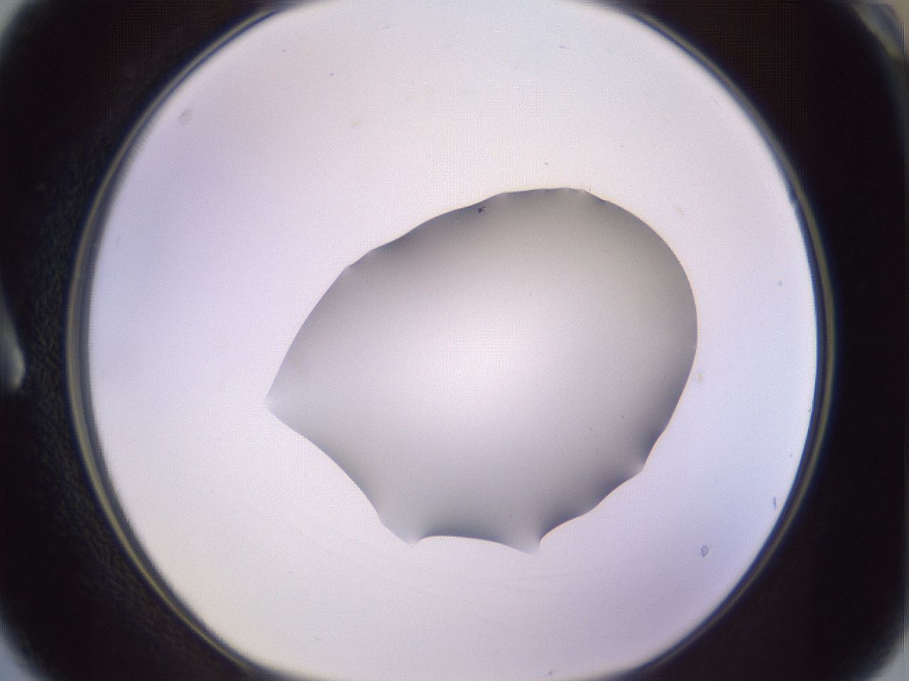 folderID603_plateID1603_batchID6730_wellNum3_profileID1_d1_r106360_ef.jpg