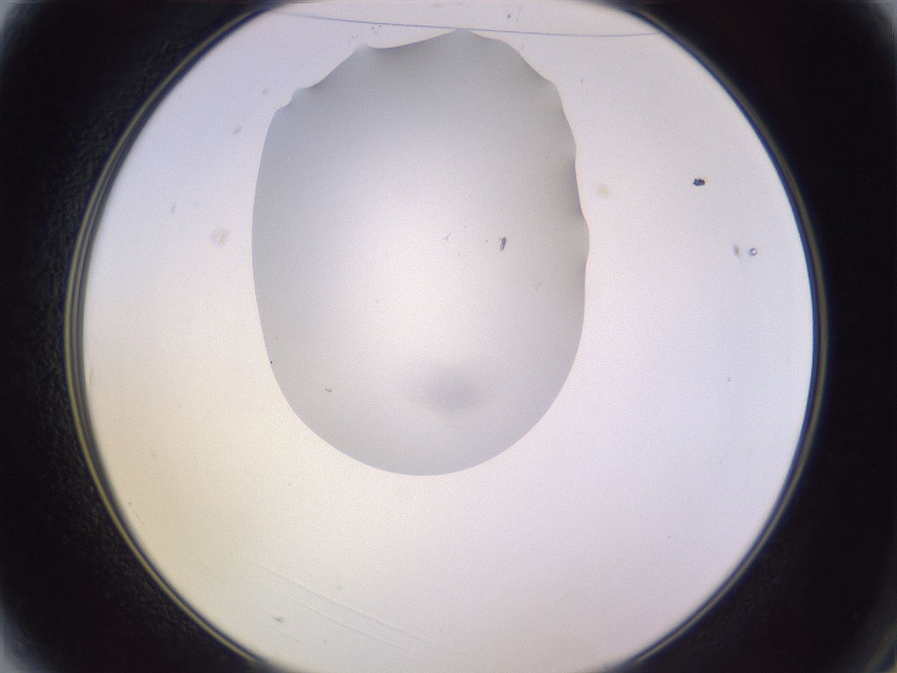 folderID603_plateID1603_batchID6730_wellNum3_profileID1_d2_r106361_ef.jpg