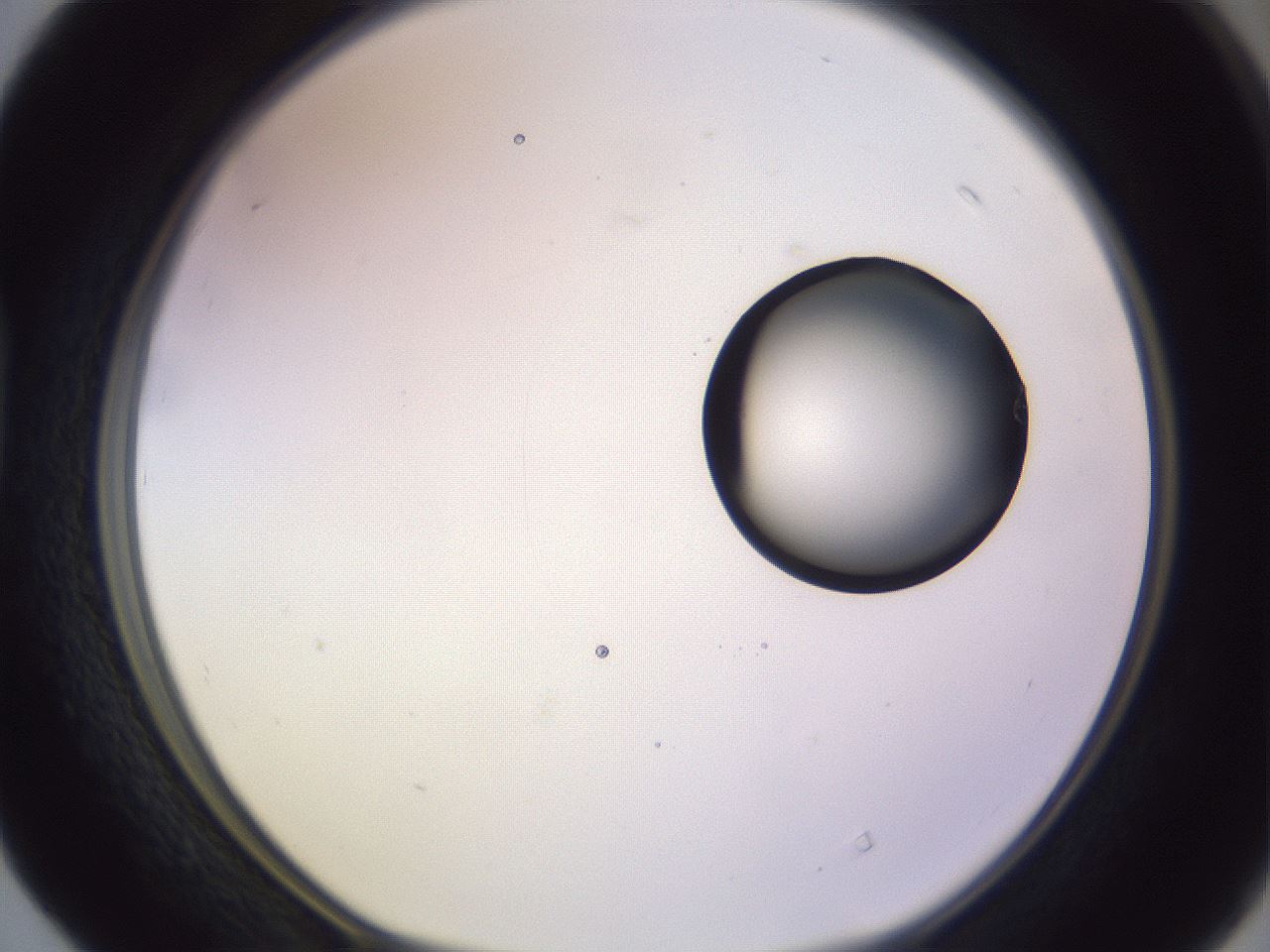 folderID603_plateID1603_batchID6730_wellNum40_profileID1_d1_r106434_ef.jpg