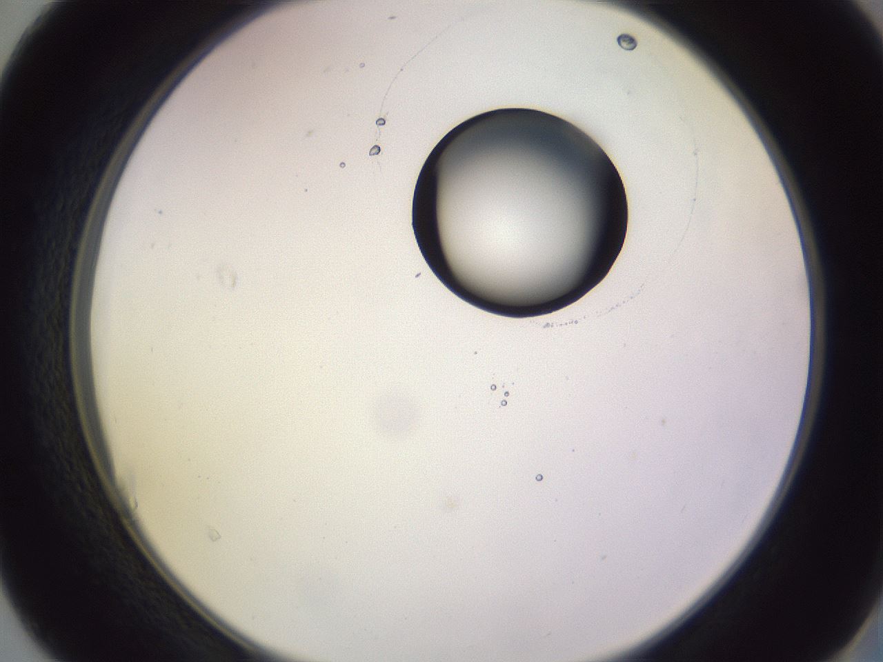 folderID603_plateID1603_batchID6730_wellNum40_profileID1_d2_r106435_ef.jpg