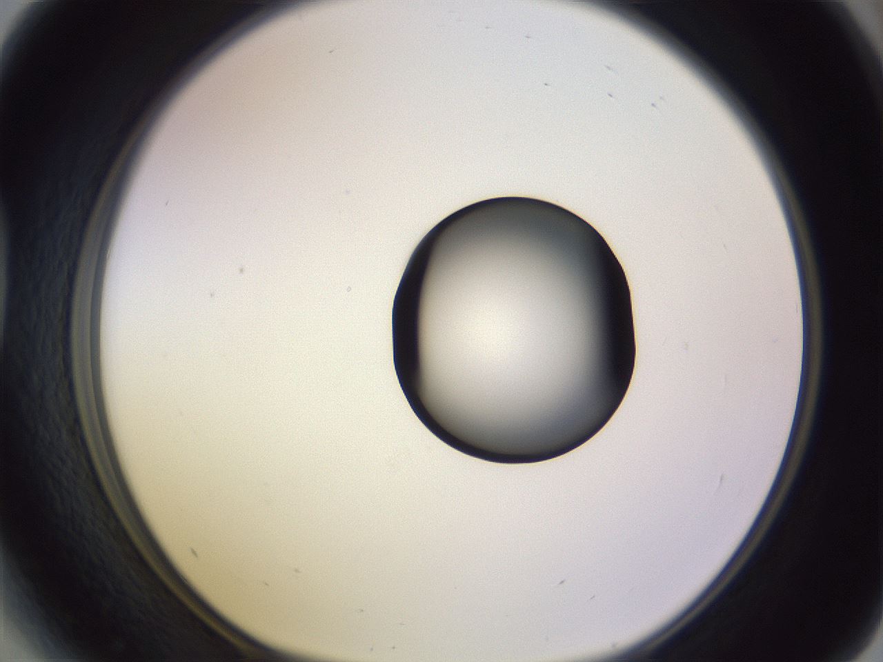folderID603_plateID1603_batchID6730_wellNum41_profileID1_d1_r106436_ef.jpg
