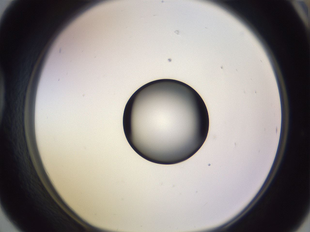 folderID603_plateID1603_batchID6730_wellNum42_profileID1_d1_r106438_ef.jpg