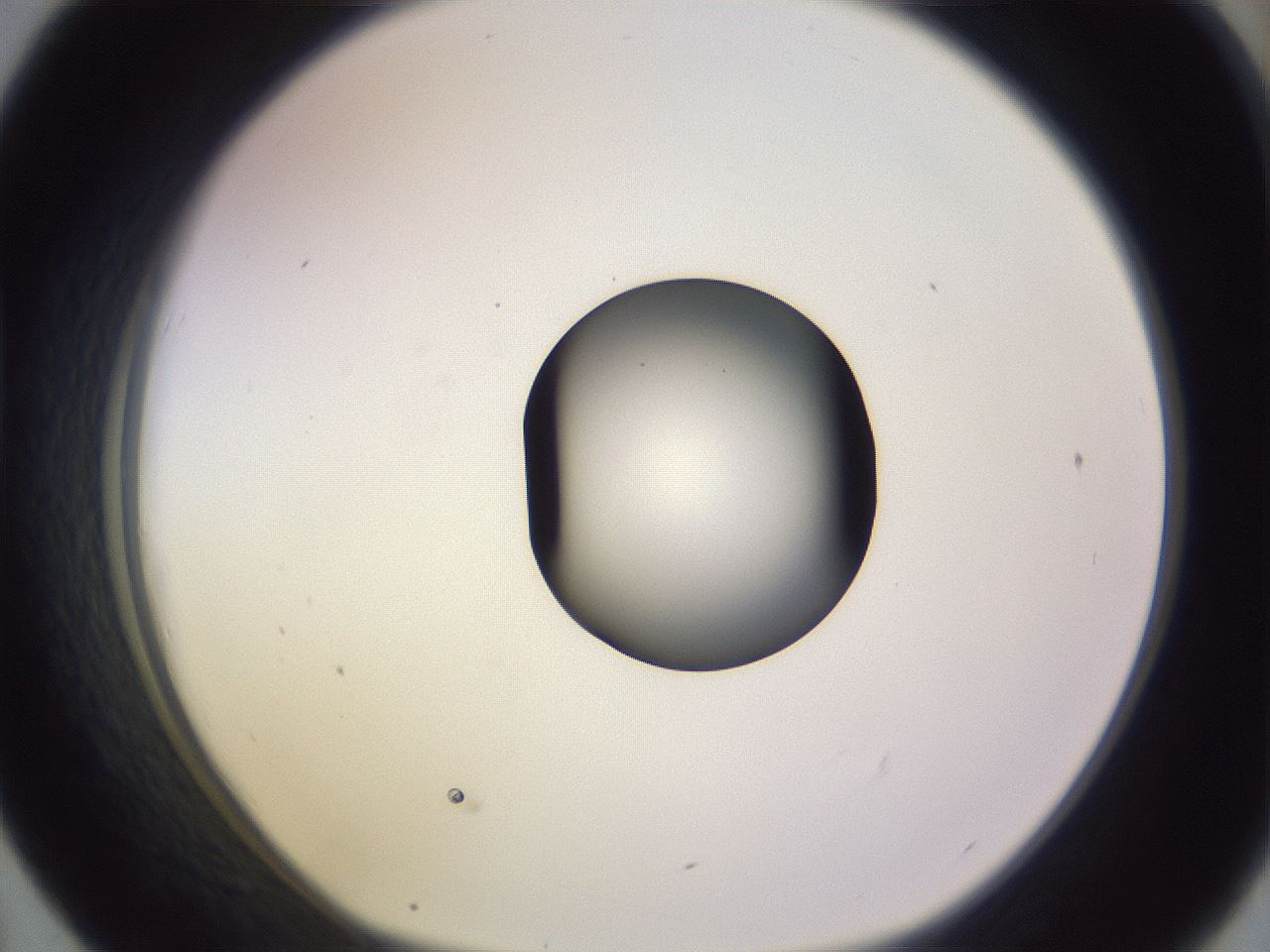 folderID603_plateID1603_batchID6730_wellNum43_profileID1_d1_r106440_ef.jpg
