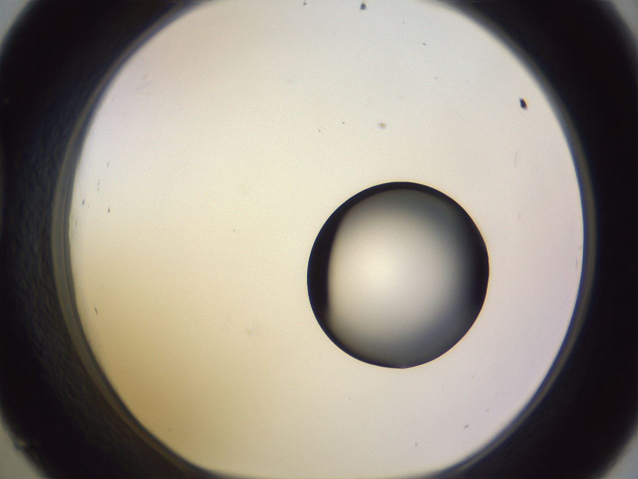 folderID603_plateID1603_batchID6730_wellNum45_profileID1_d1_r106444_ef.jpg