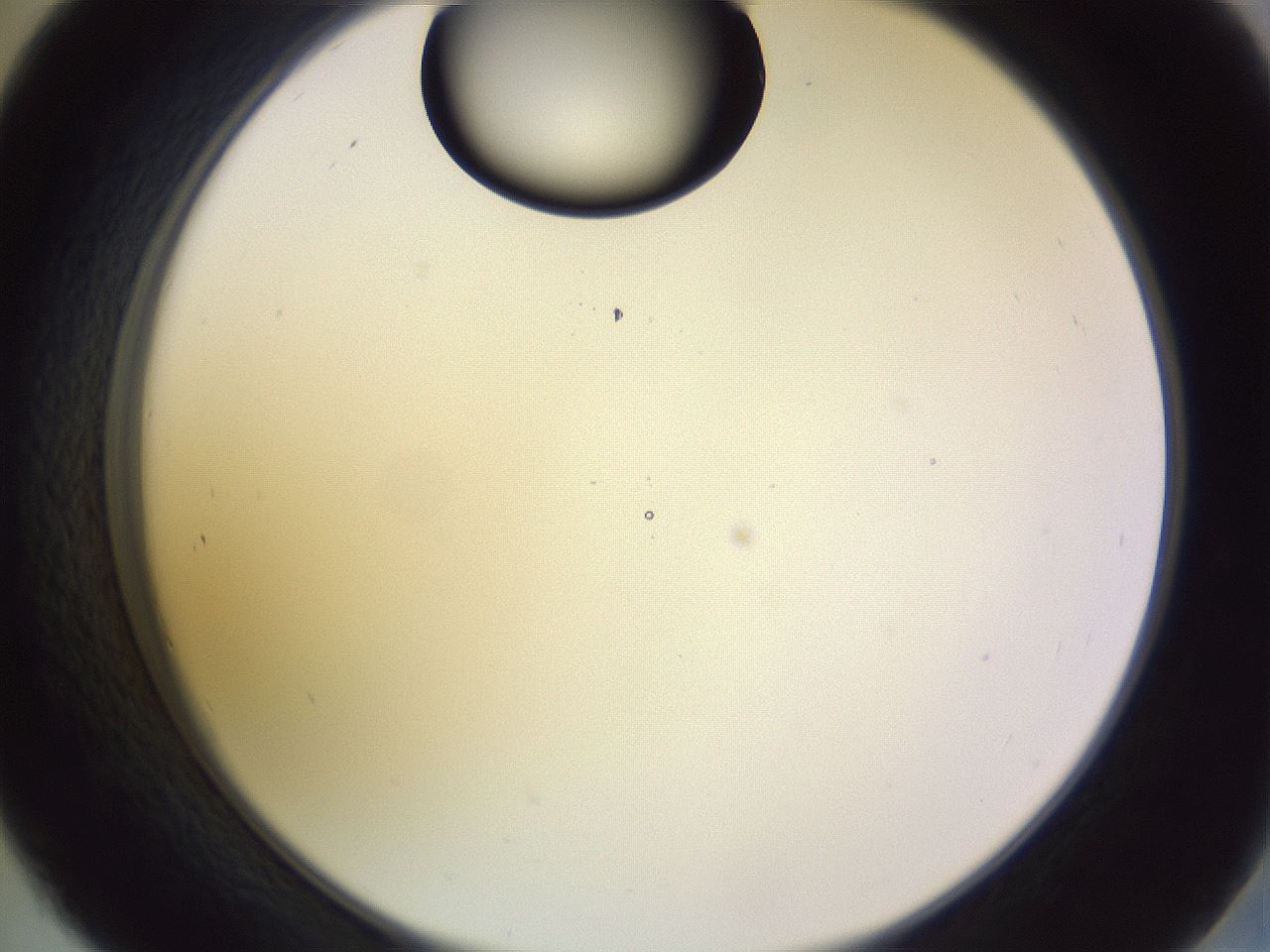folderID603_plateID1603_batchID6730_wellNum45_profileID1_d2_r106445_ef.jpg