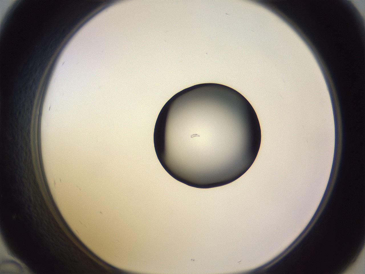 folderID603_plateID1603_batchID6730_wellNum46_profileID1_d1_r106446_ef.jpg