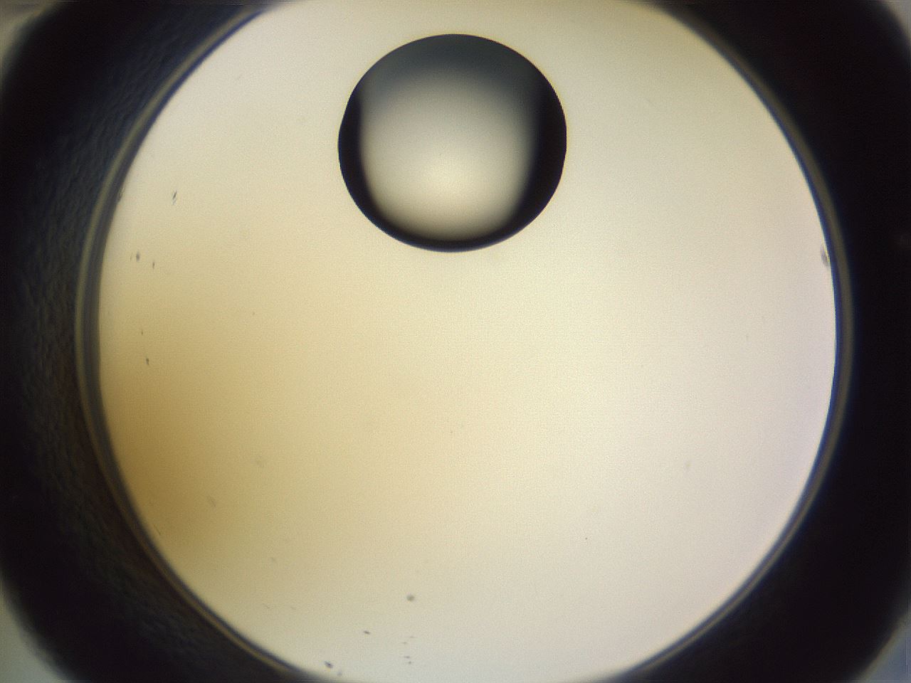 folderID603_plateID1603_batchID6730_wellNum46_profileID1_d2_r106447_ef.jpg