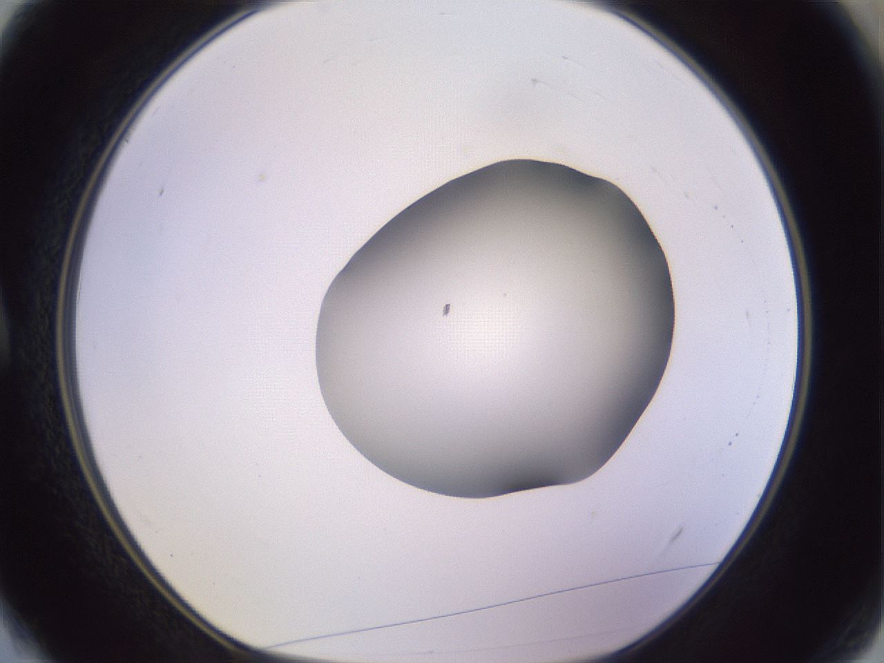 folderID603_plateID1603_batchID6730_wellNum4_profileID1_d1_r106362_ef.jpg