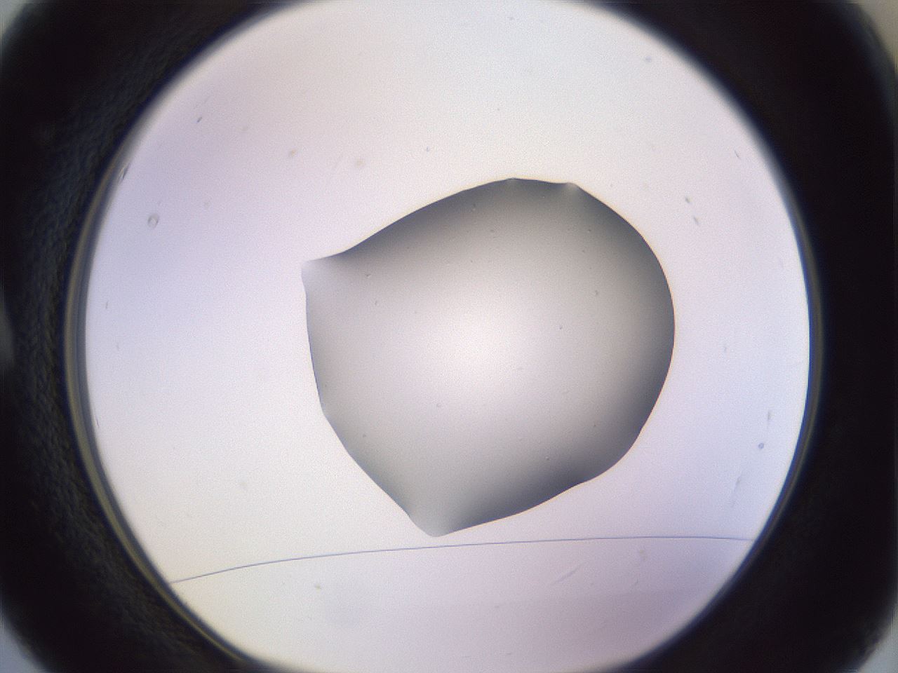 folderID603_plateID1603_batchID6730_wellNum5_profileID1_d1_r106364_ef.jpg