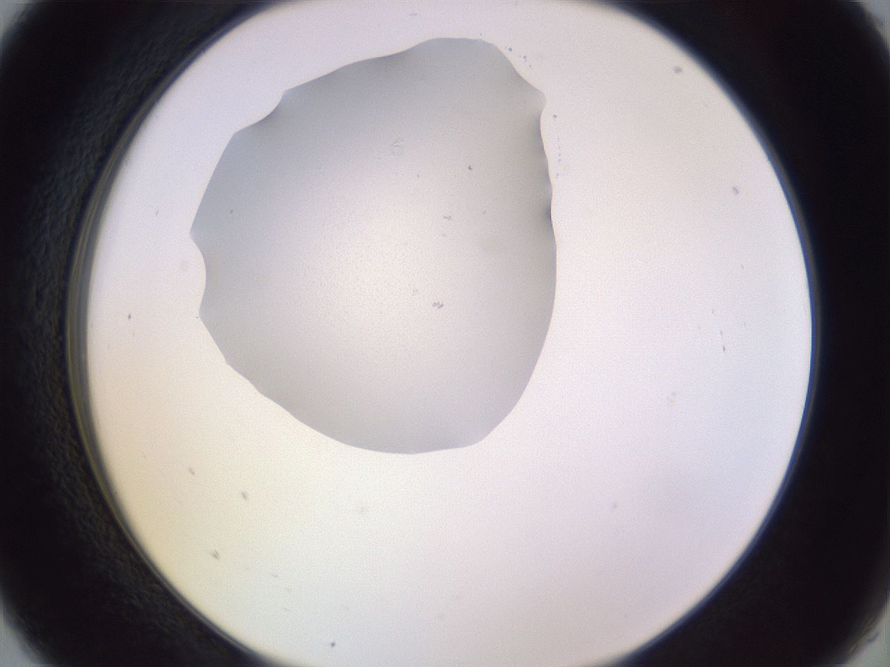 folderID603_plateID1603_batchID6730_wellNum5_profileID1_d2_r106365_ef.jpg