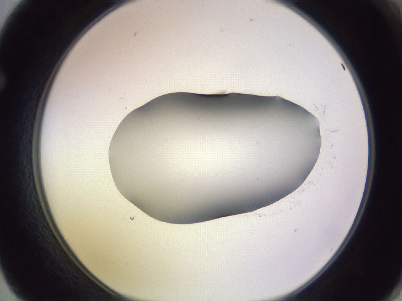 folderID603_plateID1603_batchID6730_wellNum62_profileID1_d1_r106478_ef.jpg