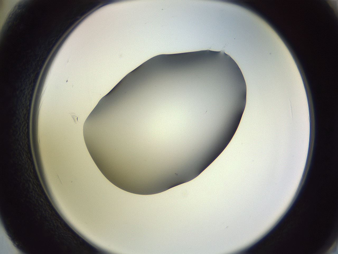 folderID603_plateID1603_batchID6730_wellNum62_profileID1_d2_r106479_ef.jpg