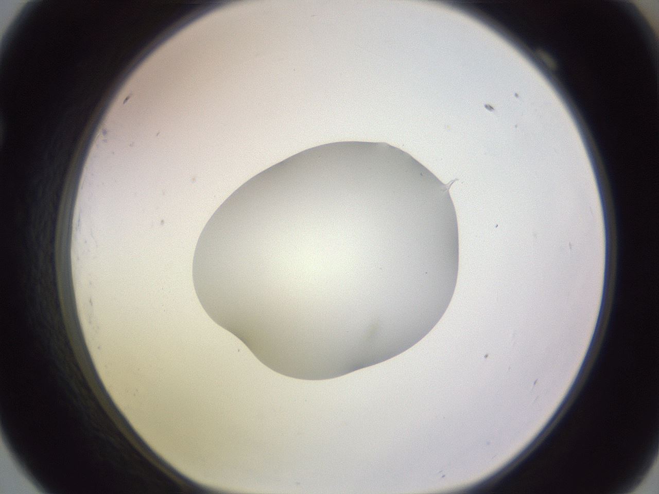 folderID603_plateID1603_batchID6730_wellNum69_profileID1_d1_r106492_ef.jpg