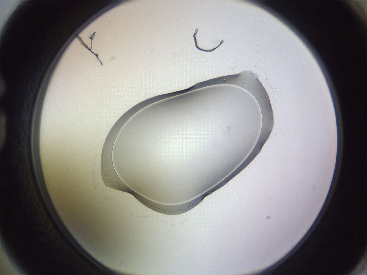 folderID603_plateID1603_batchID6730_wellNum74_profileID1_d1_r106502_ef.jpg