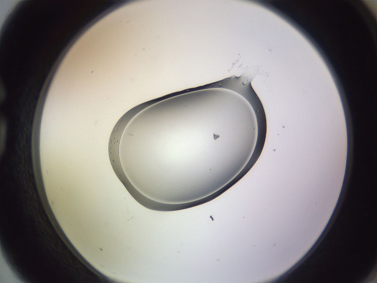 folderID603_plateID1603_batchID6730_wellNum75_profileID1_d1_r106504_ef.jpg
