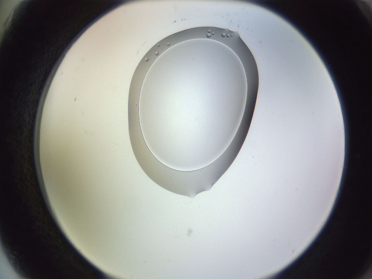 folderID603_plateID1603_batchID6730_wellNum75_profileID1_d2_r106505_ef.jpg
