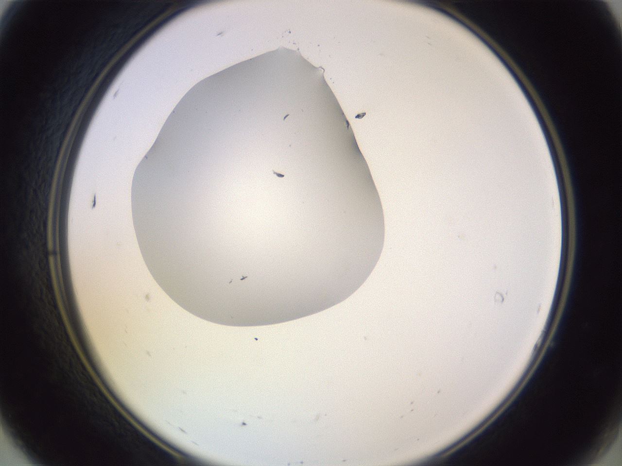 folderID603_plateID1603_batchID6730_wellNum7_profileID1_d2_r106369_ef.jpg
