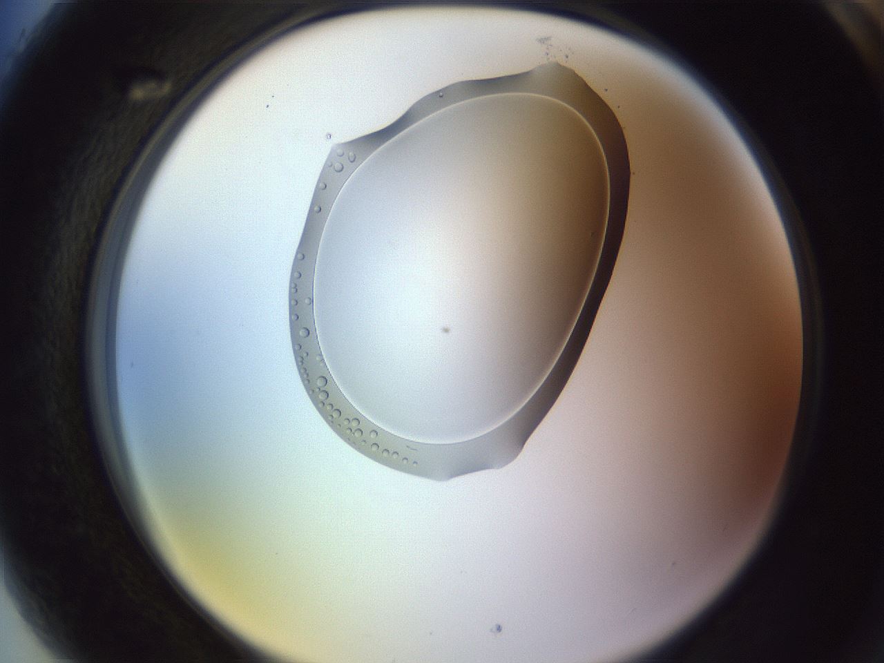 folderID603_plateID1603_batchID6730_wellNum89_profileID1_d2_r106533_ef.jpg