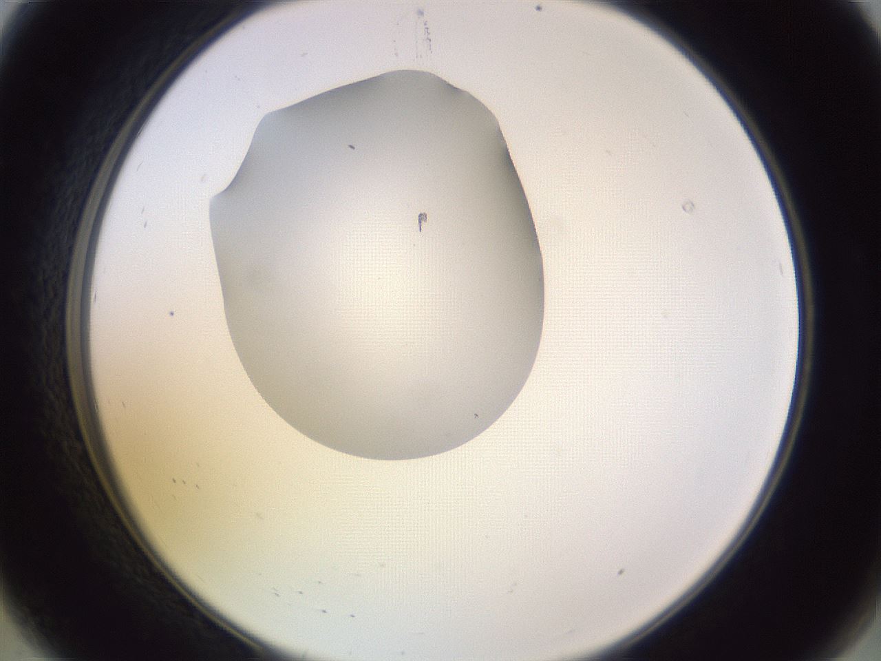 folderID603_plateID1603_batchID6730_wellNum8_profileID1_d2_r106371_ef.jpg