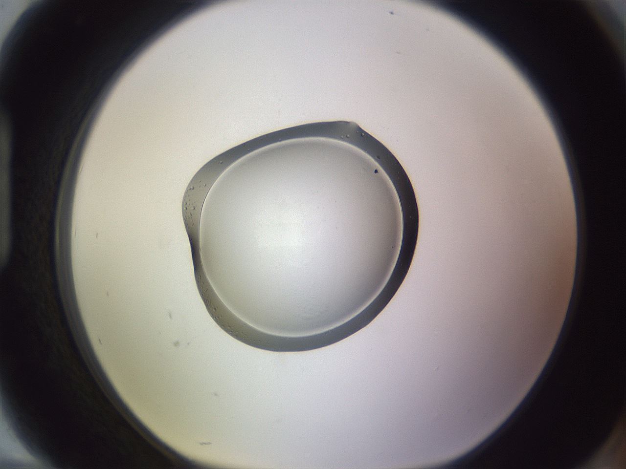 folderID603_plateID1603_batchID6730_wellNum94_profileID1_d1_r106542_ef.jpg